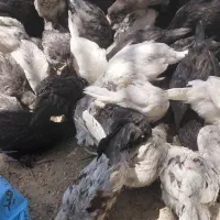 جوجه ریشی و پاکور