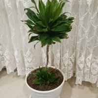 گیاه کامپکت