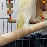 عروس هلندی نر|پرنده|رشت, رودباری|دیوار