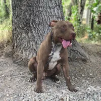 سگ پیتبول|سگ|تهران, باغ فیض|دیوار