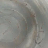 ماهی گوپی|ماهی|مشهد, سیس‌آباد|دیوار