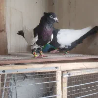 نرماده کله دنب سیاه