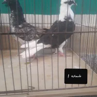 کفتر و جوجه