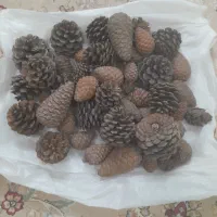 کاج