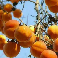 تولید نهال خرمالو سیبی گلدانی