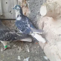 حیون پرشی|پرنده|تربت‌حیدریه, داروپخش|دیوار