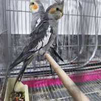 عروس هلندی ماده
