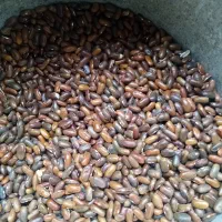 بذر لوبیا سبز یکتا