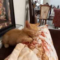 واگذاری گربه|گربه|کرج, جهان‌شهر|دیوار