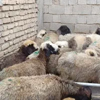 فروش 11 میش داشتی و حوان
