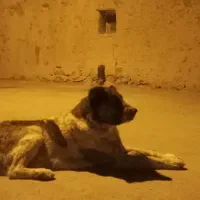 سگ گله