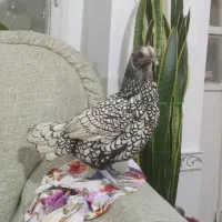 4جفت مرغ هلندی|پرنده|میاندوآب, |دیوار