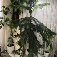 کاج مطبق ۵ طبقه