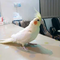 عروس هلندی دو ماهه