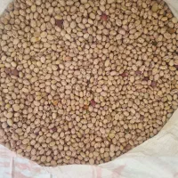 لوبیا چیتی کوشا