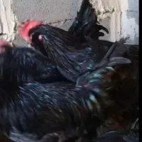 فروش مرغ خروس سیاه سفید دفع بلا بطلان س ح ر