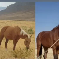 اسب