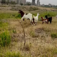 بز نر|حیوانات مزرعه|اردبیل, |دیوار