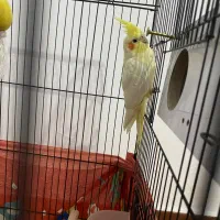 عروس هلندی نر|پرنده|وحیدیه, |دیوار