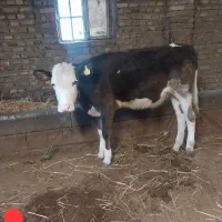 گوساله سیمینتال پایه کل مخصوص نگهداری
