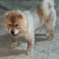 سگ چاوچاو ماده