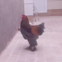 خروس برهما گول پیکر
