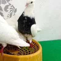 طوقی|پرنده|مسجد سلیمان, |دیوار