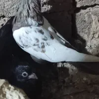 کبوتر