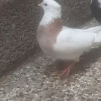 شهرک پیام|پرنده|پردیس, فاز ۳|دیوار