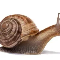 حلزون زنده جهت حلزون تراپی|خزنده|کرمان, |دیوار