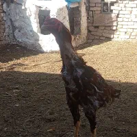 فروش خروس لاری