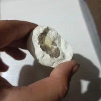 سنگ فسیلی