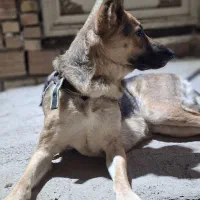 ژرمن شپرد ماده|سگ|انبارآلوم, |دیوار