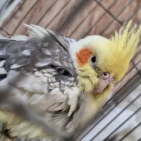 عروس هلندی جفت نر و ماده + قفس و وسایل کامل