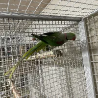 شاه‌طوطی‌مولد