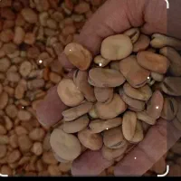 بذر باقله