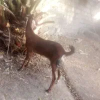 گوسفند