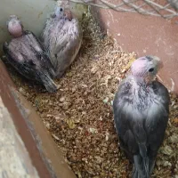 سه تا جوجه عروس هلندی برای فروش