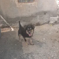 سگ پاکوتا