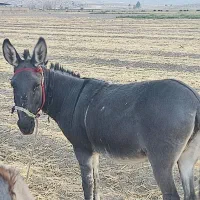 الاغ|حیوانات مزرعه|مرودشت, تخت جمشید|دیوار