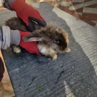 خرگوش لپ|موش و خرگوش|تهران, دربند|دیوار