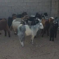 کره|حیوانات مزرعه|برازجان, |دیوار