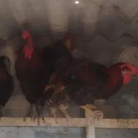 خروس سیاه