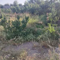 باغ میوه فروشی