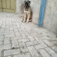 واگزاری سگ قدرجونی