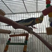 عروس هلندی نرو ماده مولد با ۲ جوجه|پرنده|ساری, |دیوار