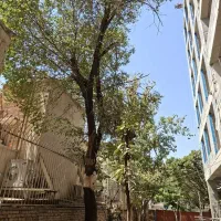 کارگر چوب بر .درخت