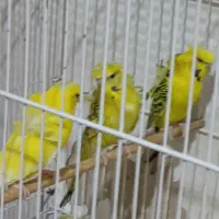 مرغ عشق پروانه ای