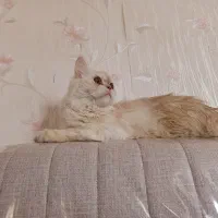 گربه پرشین نر