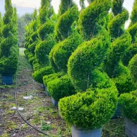 نهال درخت درختچه گل و گیاه پردیس ودماوند تهران